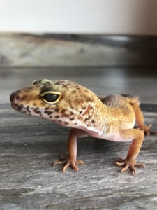 small leopard Gecko